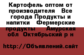 Картофель оптом от производителя - Все города Продукты и напитки » Фермерские продукты   . Амурская обл.,Октябрьский р-н